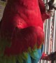 Macaw Has Some Groovy Moves