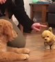 Puppy gets super jealous when introduced to toy doggy