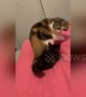 Furious feline beats down innocent kitten after thinking it grabbed its tail