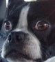 Boston Terrier manages to impersonate a goat and dolphin