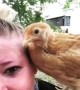Chicken shocks owner by pecking her eye at Virginia home