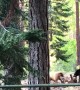 Brown and Black Bears at Play