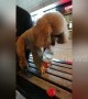 Smart poodle in China manages to open water bottle by himself