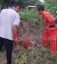Locals rescue calf who fell into hole while eating grass in Thailand