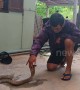 Talented snake charmer brings wild cobra under control with his bare hands