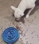 Puppy gets frustrated at training bowl and spills food everywhere in US home