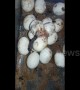 Moment cobra eggs hatch after being kept at rescuer's home for one month