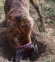 Boxer dog is super excited about digging hole
