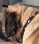 Fearless puppy adorably plays with giant English Mastiff