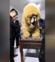 This giant Tibetan mastiff in eastern China looks just like a lion