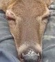 Wild deer adorably naps on this strange\'s lap