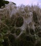 Spooky cobwebs blanket hedges in 'not-so-cozy' English countryside