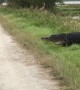 Trail hiker has up-close encounter with massive alligator
