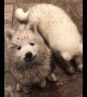 Dirty Samoyed puppies plays in the mud