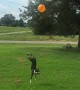High-flying Boston Terrier refuses to let balloon touch ground