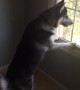 Husky can\'t contain himself after spotting deer herd outside