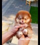 Cute Teacup Pomeranian will melt your heart