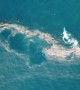 Humpback whale seen swimming through floating garbage off Sydney coast