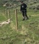 Freeing an Antelope From a Fence
