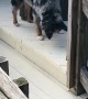 A Very Curious Canine
