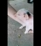 Newborn piglet naps on elder woman's arm in Vietnam