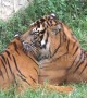 Sumatran tiger becomes a tough stud at Indonesian zoo despite its limp