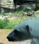 Polar Bear Catches Duck that Flew into Enclosure