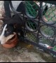 Indian firemen rescue puppy with head stuck in iron gate