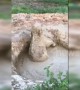 Baby elephant gets stuck in 2-metre-deep mud hole in China