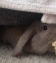 Rabbit emerges from hiding spot to snack on banana