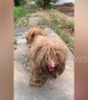 Heartwarming moment neglected pooch with dreadlocked fur receives a haircut