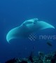 Incredibly rare white manta ray is mesmerizing