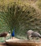 'Twerking' peacock does dance to woo group of peahens