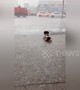 Puppy watches the rain fall to chill out in China's Guangdong