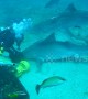 Shark bites another shark over feeding territory off Florida's coast