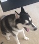 Talkative Siberian Husky argues about annoying squeaky toy