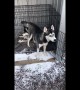 Guilty huskies both complicit in their crime