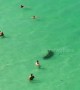 Manatee swims past oblivious beachgoers on Florida beach