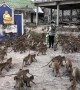 Lunch line: Barrel of monkeys storm woman for food in Thailand