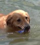 Golden retriever helps to collect rubbish floating in Thai river