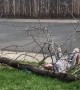 Tree Trim Fail