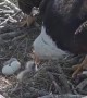 Rare footage of bald eagle eggs hatching