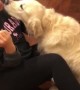 Sweet Golden Retriever just wants to cuddle