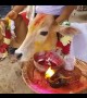 Widow holds strange 'calf wedding' in central India to bring peace to dead husband
