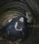 Wild bear rescued from 30-foot-deep well after injuring four villagers in eastern India