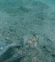 Octopus Scoots to Safety