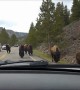 Scary moment shows bison herd charging towards vehicle