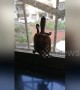 'Spider-tortoise' attempts to climb up window screen in China