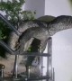 Hapless monitor lizard rescued after getting stuck 'spread-eagle' climbing gate
