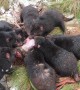 Tasmanian Devils Spend Time in Snow